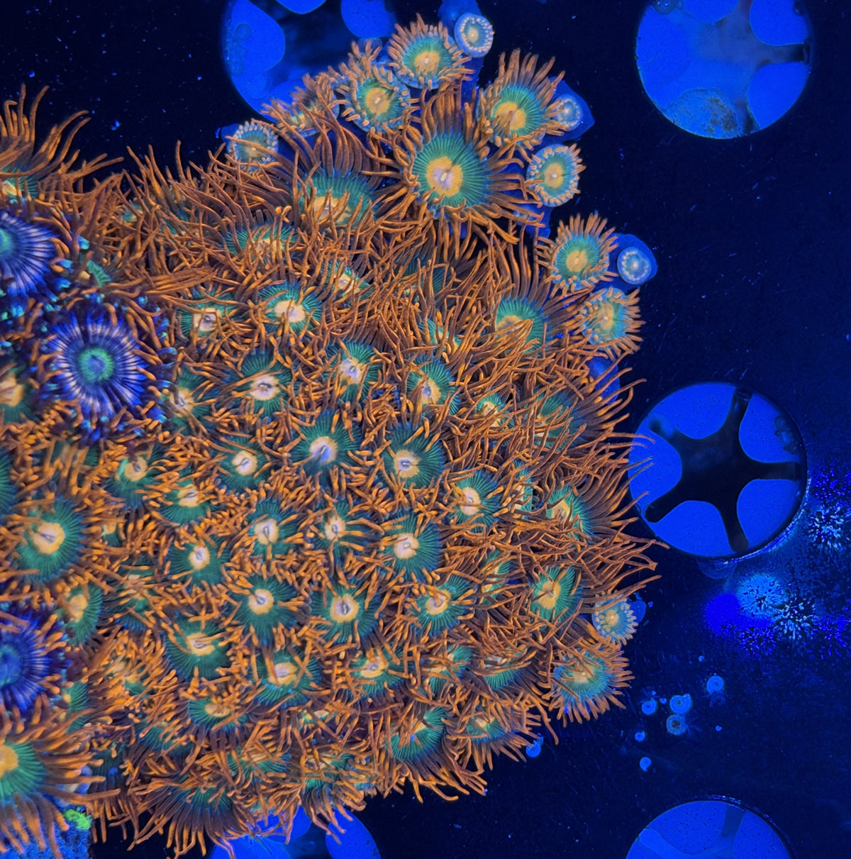 Mix Zoa frag