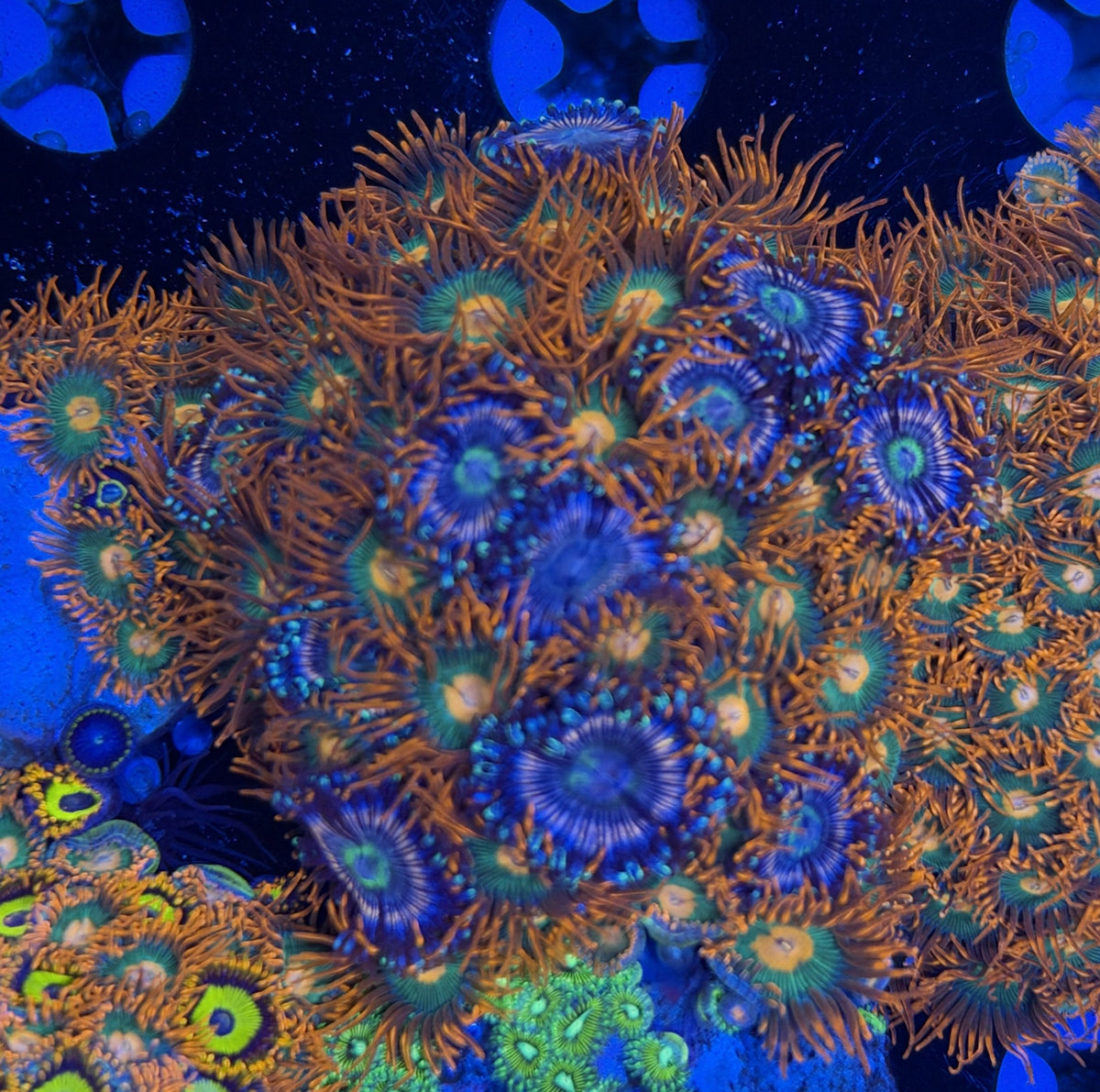 Mix Zoa frag