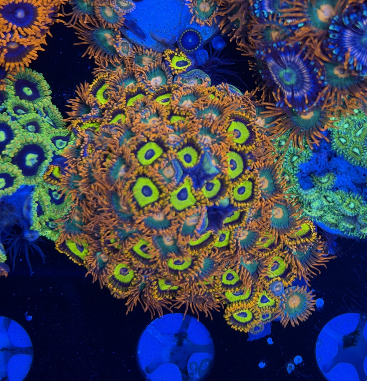 Mix Zoa frag