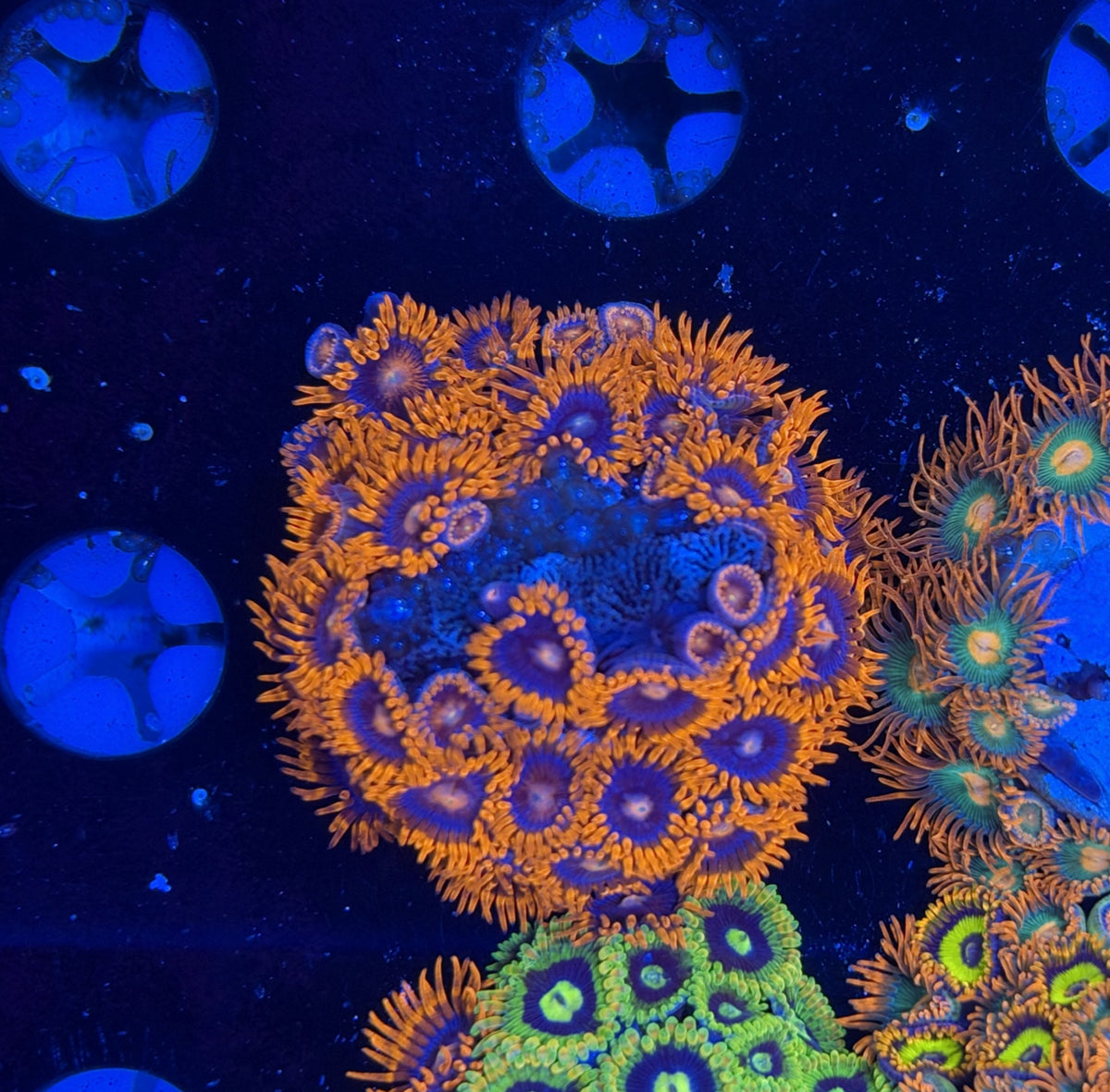 Mix Zoa frag