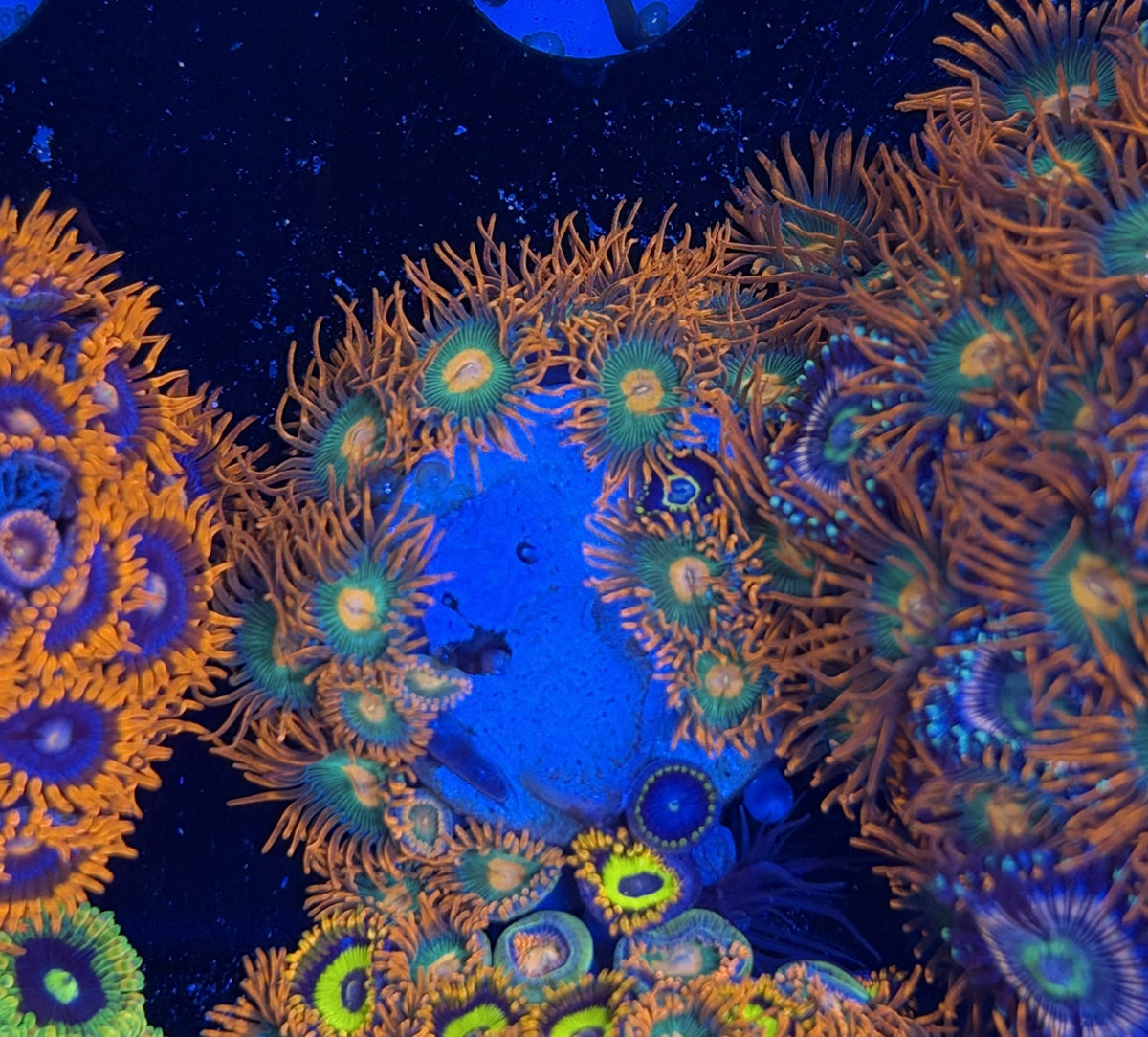 Mix Zoa frag