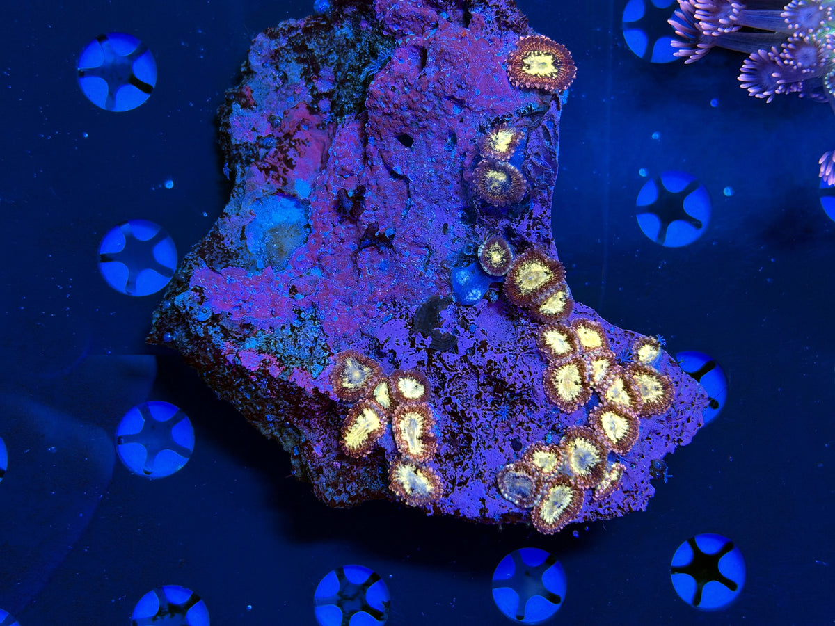 Ultra Zoa