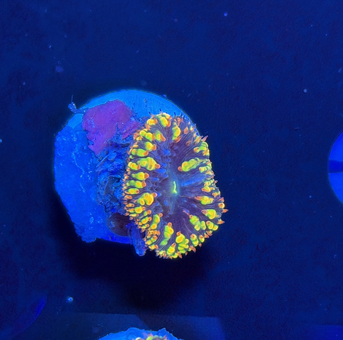 SP Blasto frag