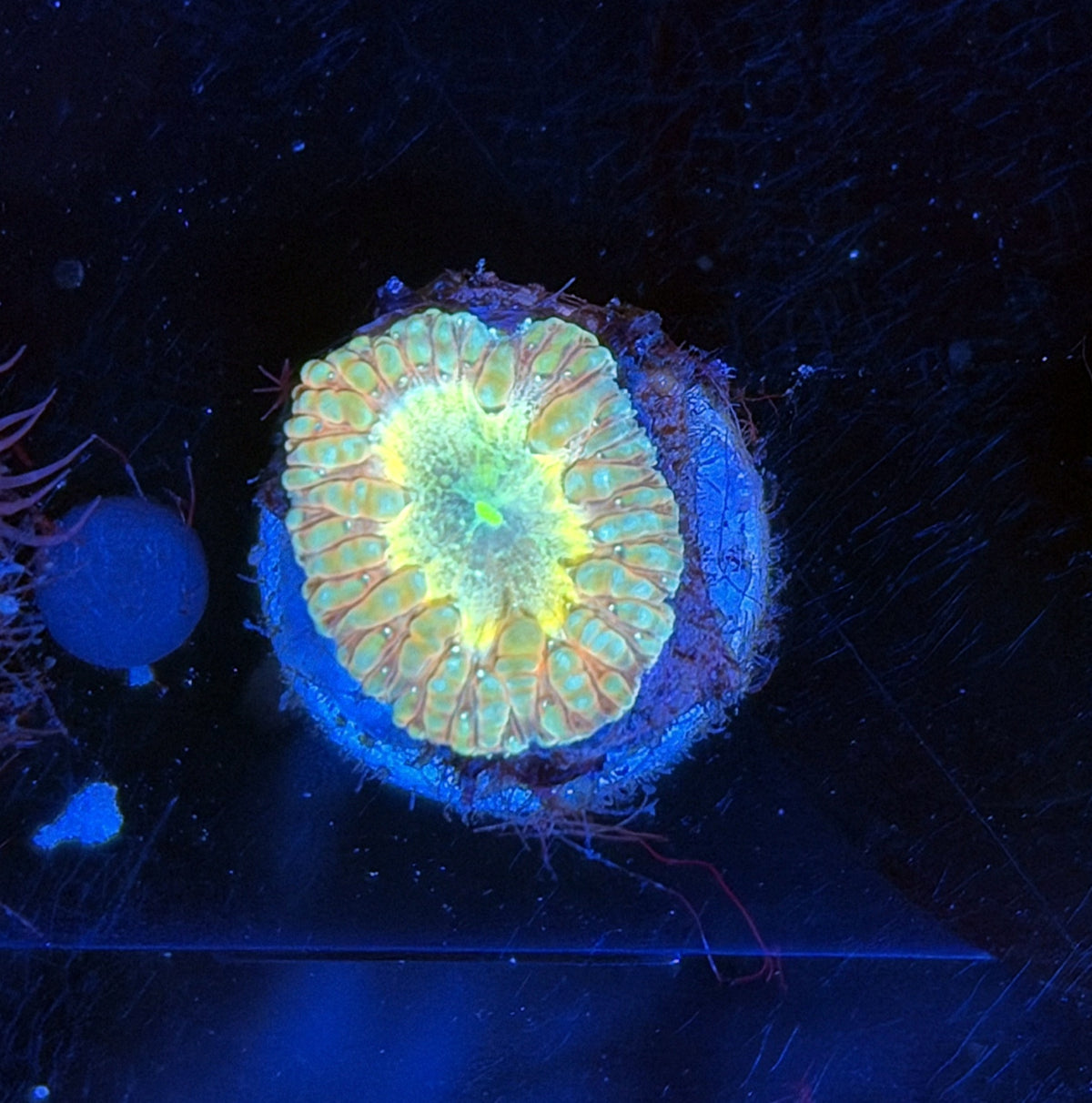 Blasto frag