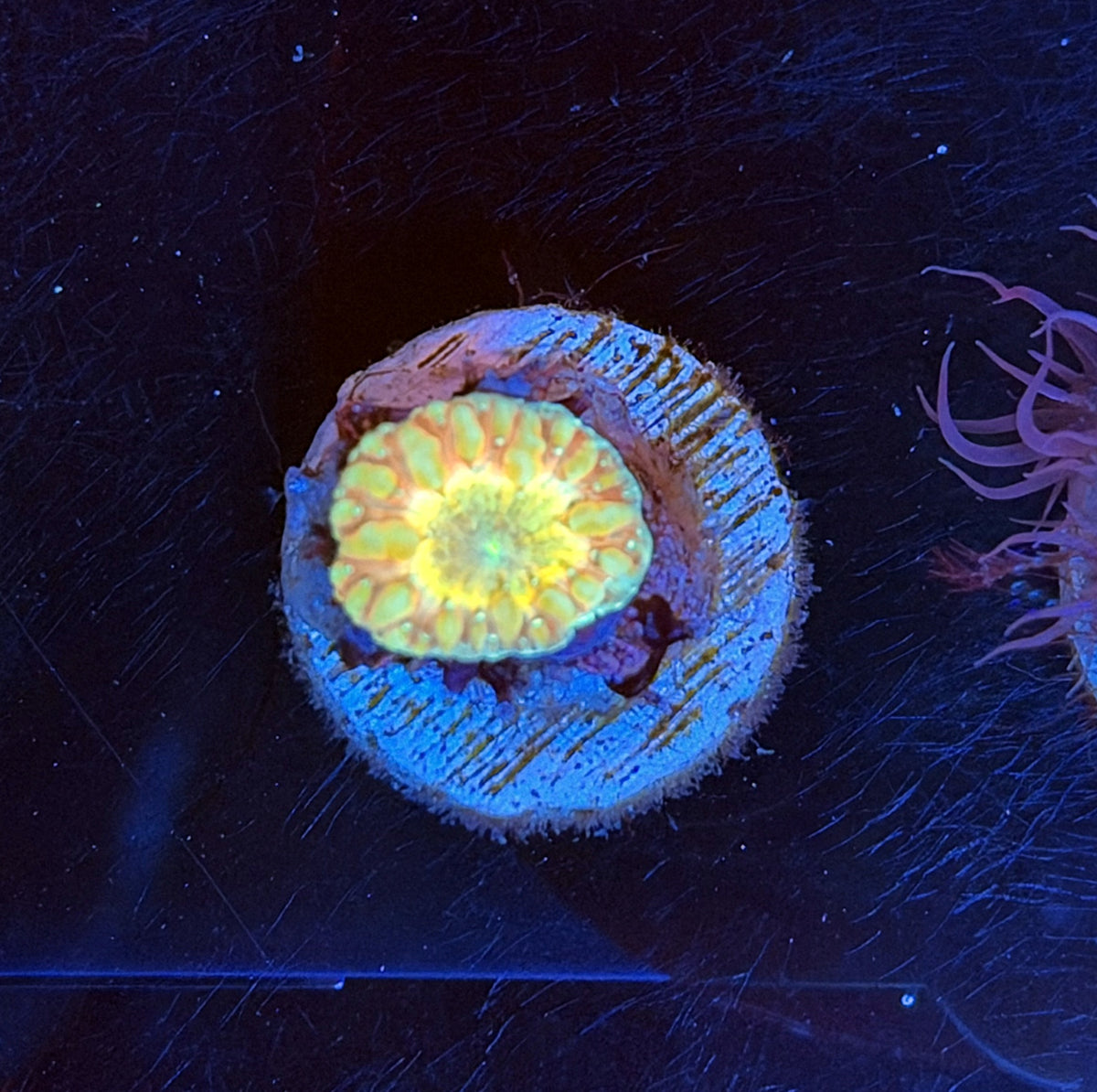 Blasto frag