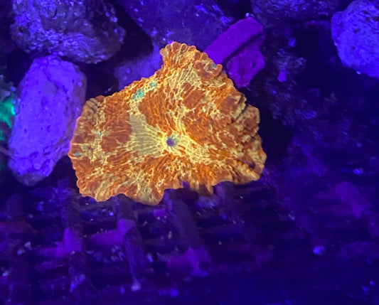 3 color jb (Maybe has purple dot ant right corner)