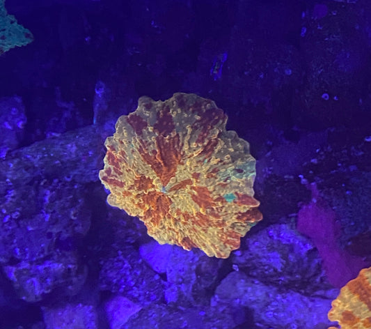 3 color jb (maybe has purple dot top corner)