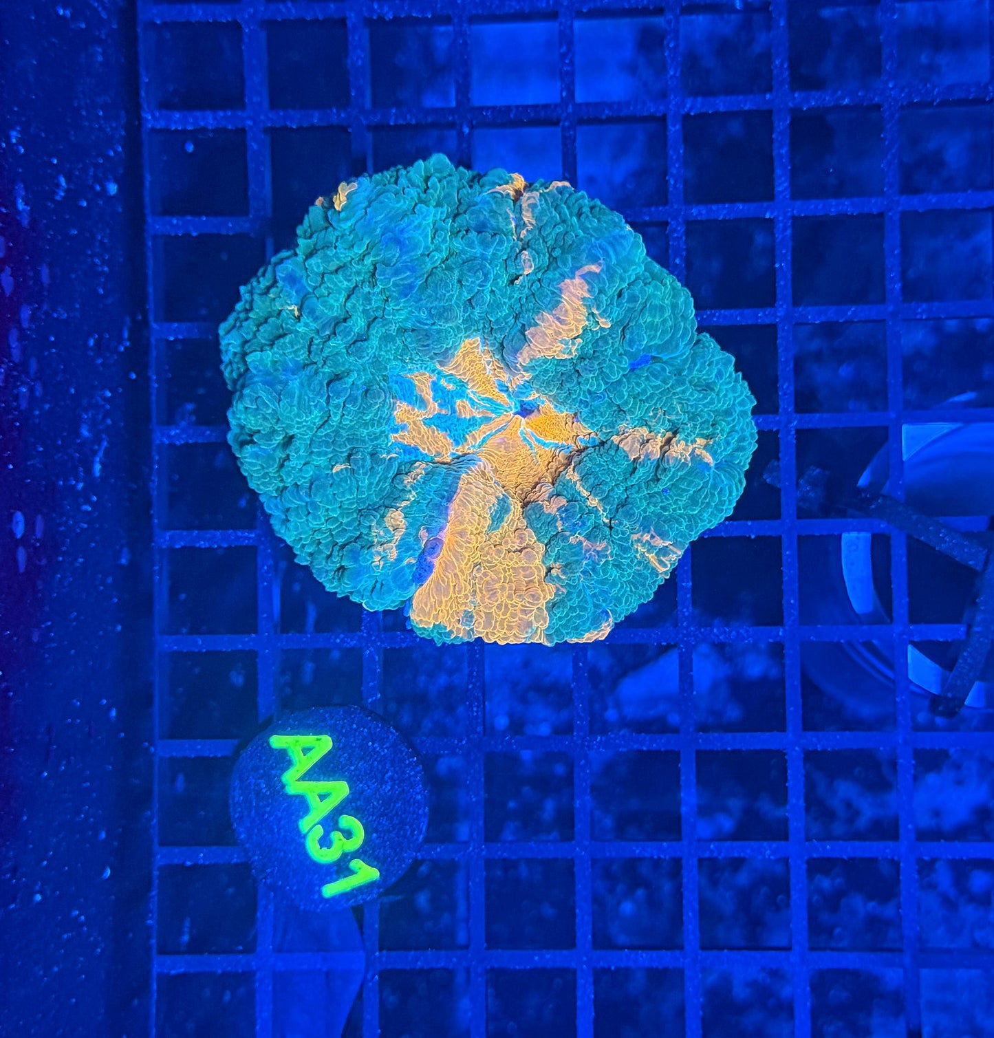 Rainbow acantho
