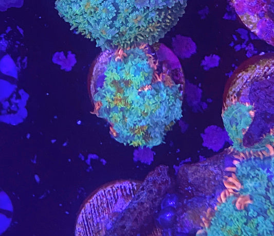 Rainbow Frankie