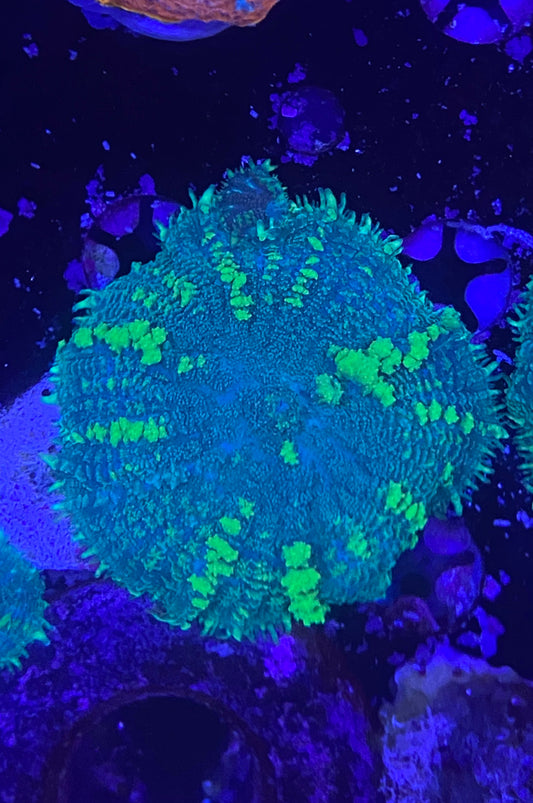 Green bounce