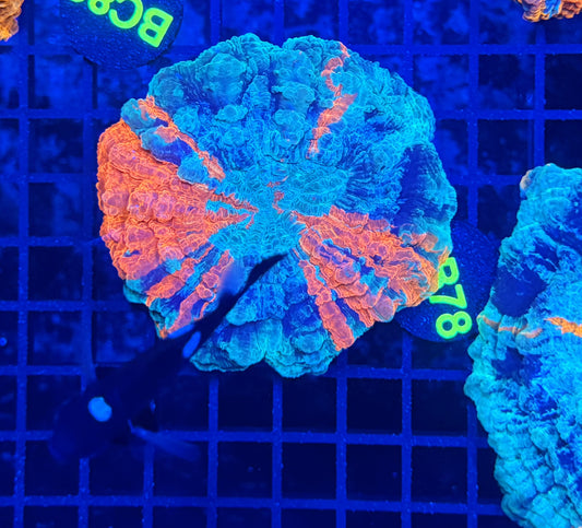Rainbow acantho