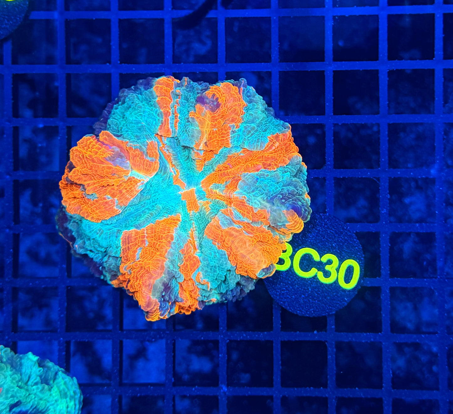 Rainbow acantho