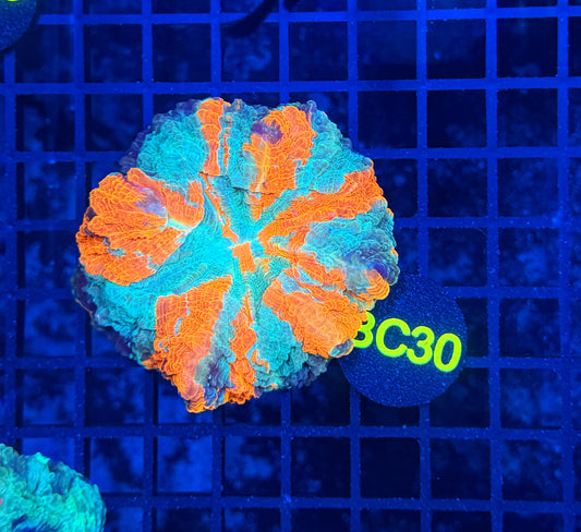 Rainbow acantho