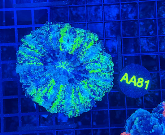 Rainbow acantho