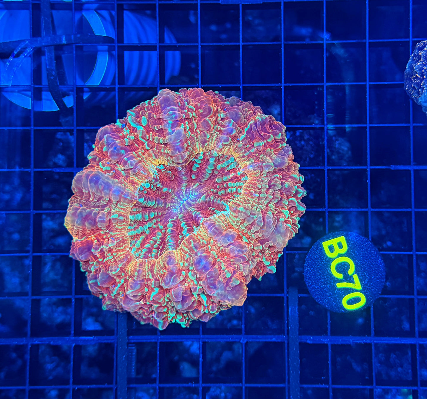 Rainbow acantho