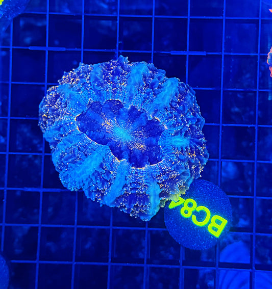 Rainbow acantho