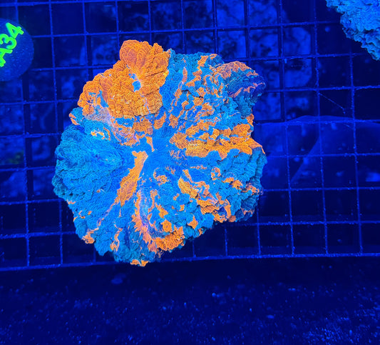 Rainbow acantho
