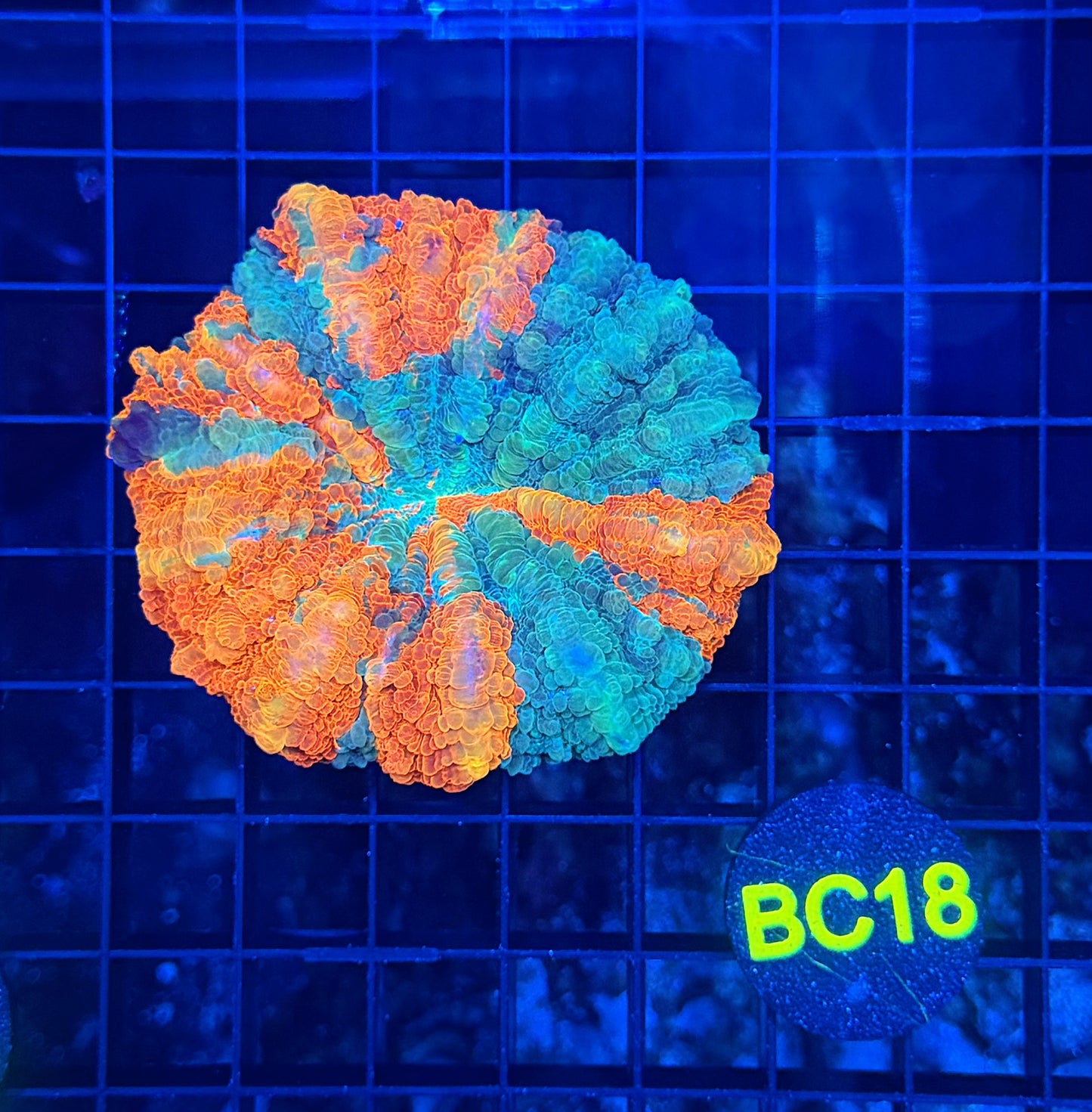 Rainbow acantho