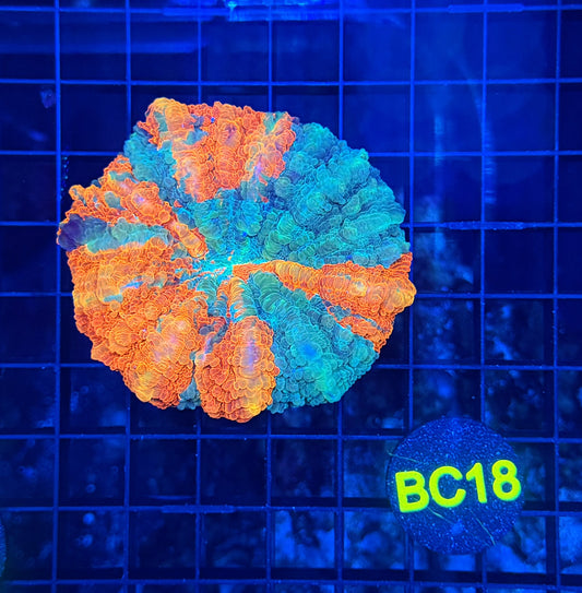 Rainbow acantho