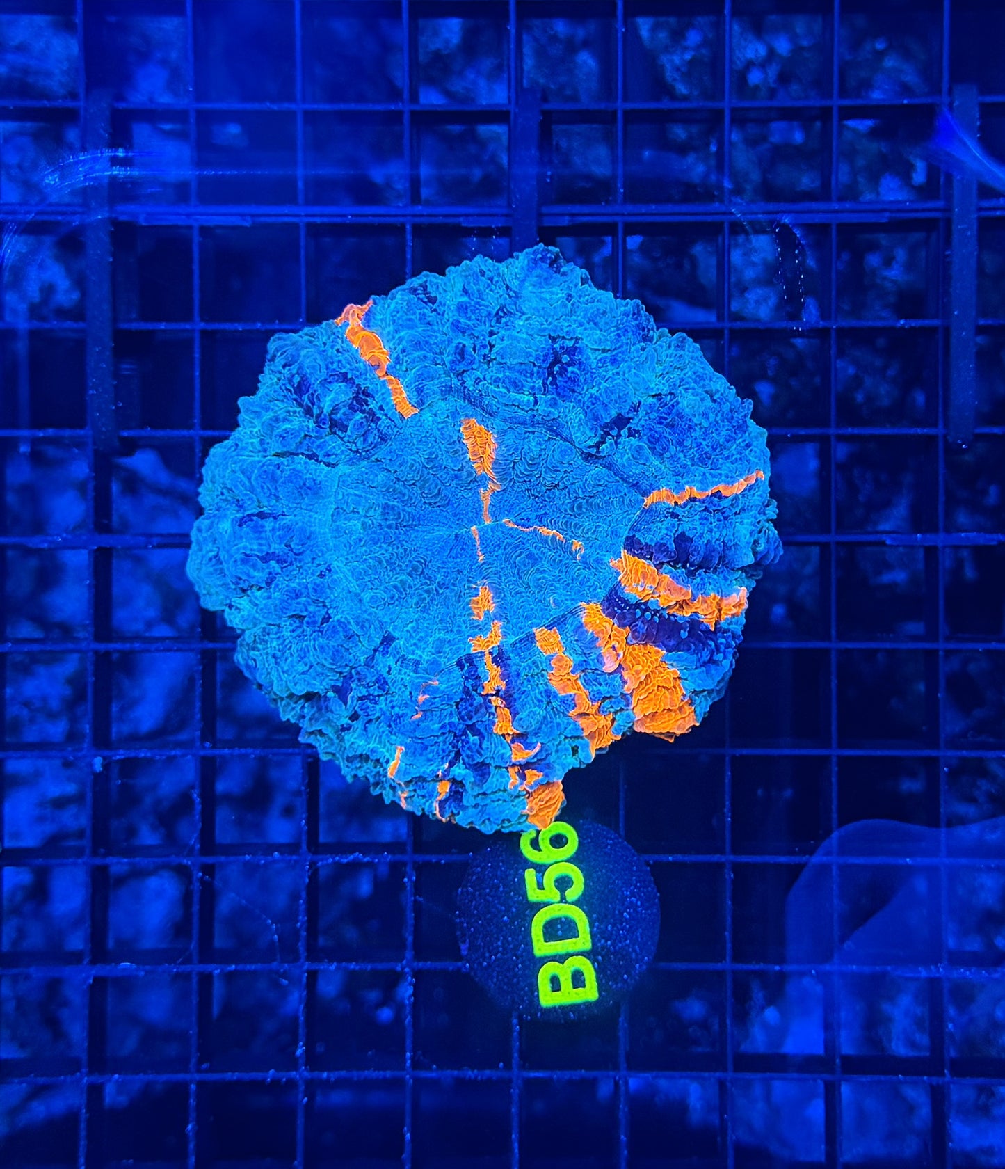 Rainbow acantho