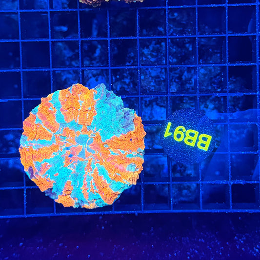 Rainbow acantho