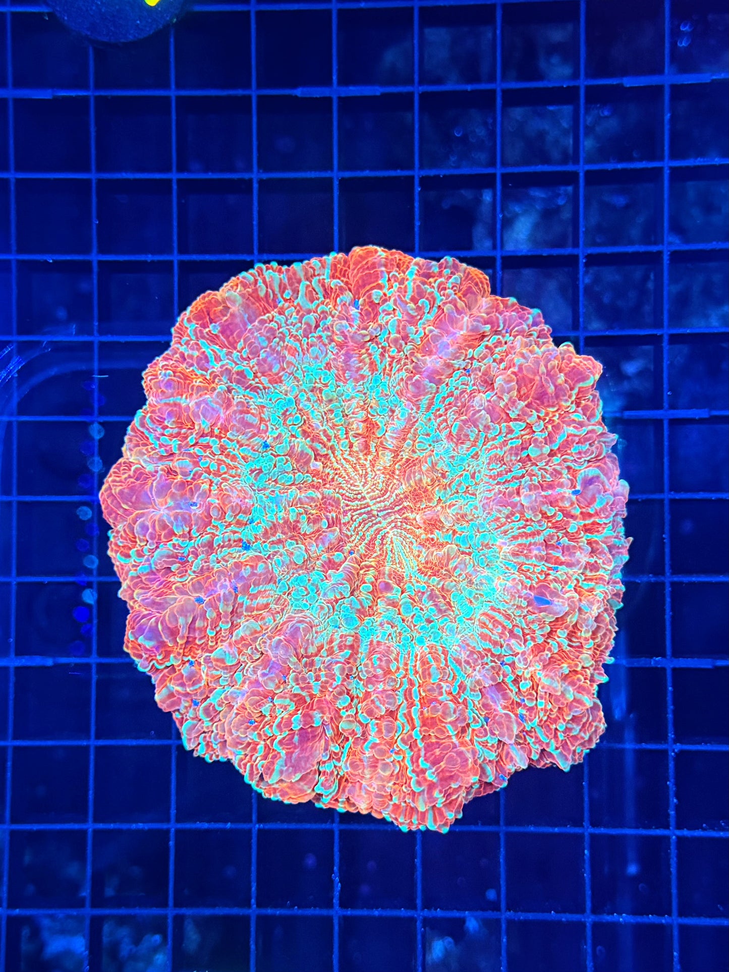 Rainbow acantho
