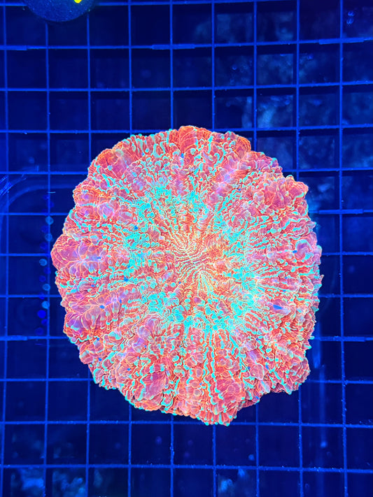 Rainbow acantho