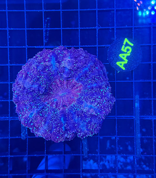 Rainbow acantho