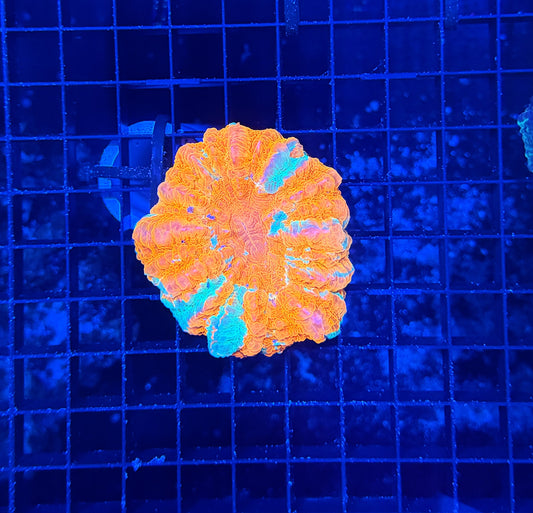 Rainbow acantho