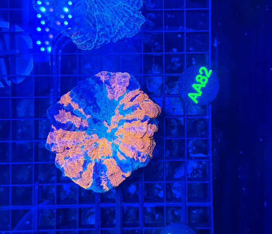 Rainbow acantho
