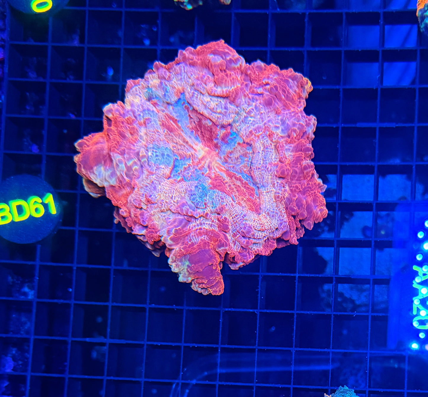 Rainbow acantho