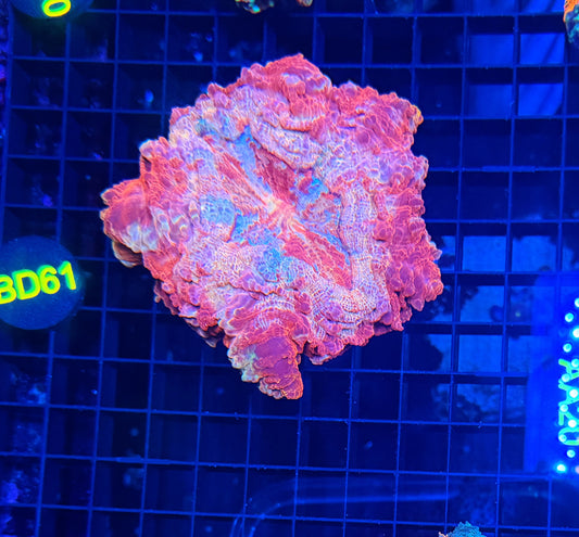 Rainbow acantho