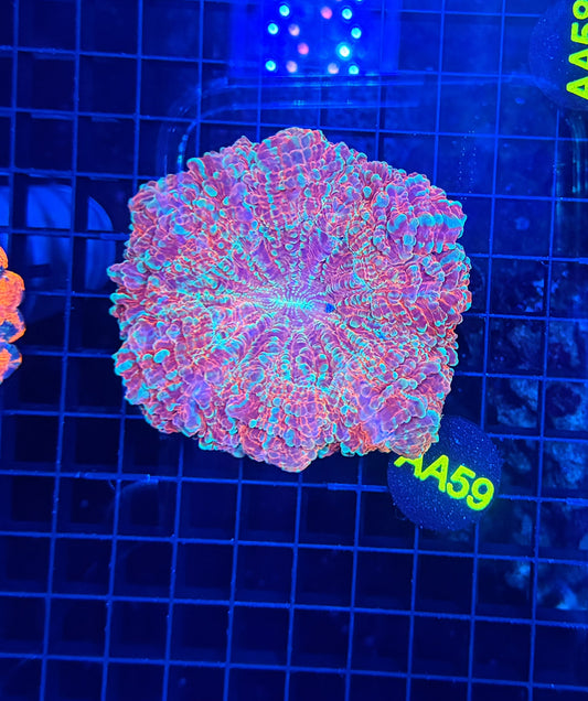 Rainbow acantho