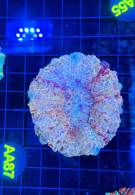 Rainbow acantho