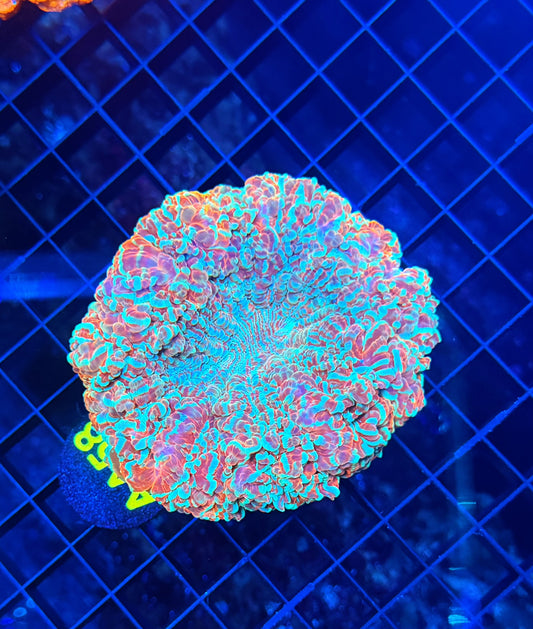 Rainbow acantho