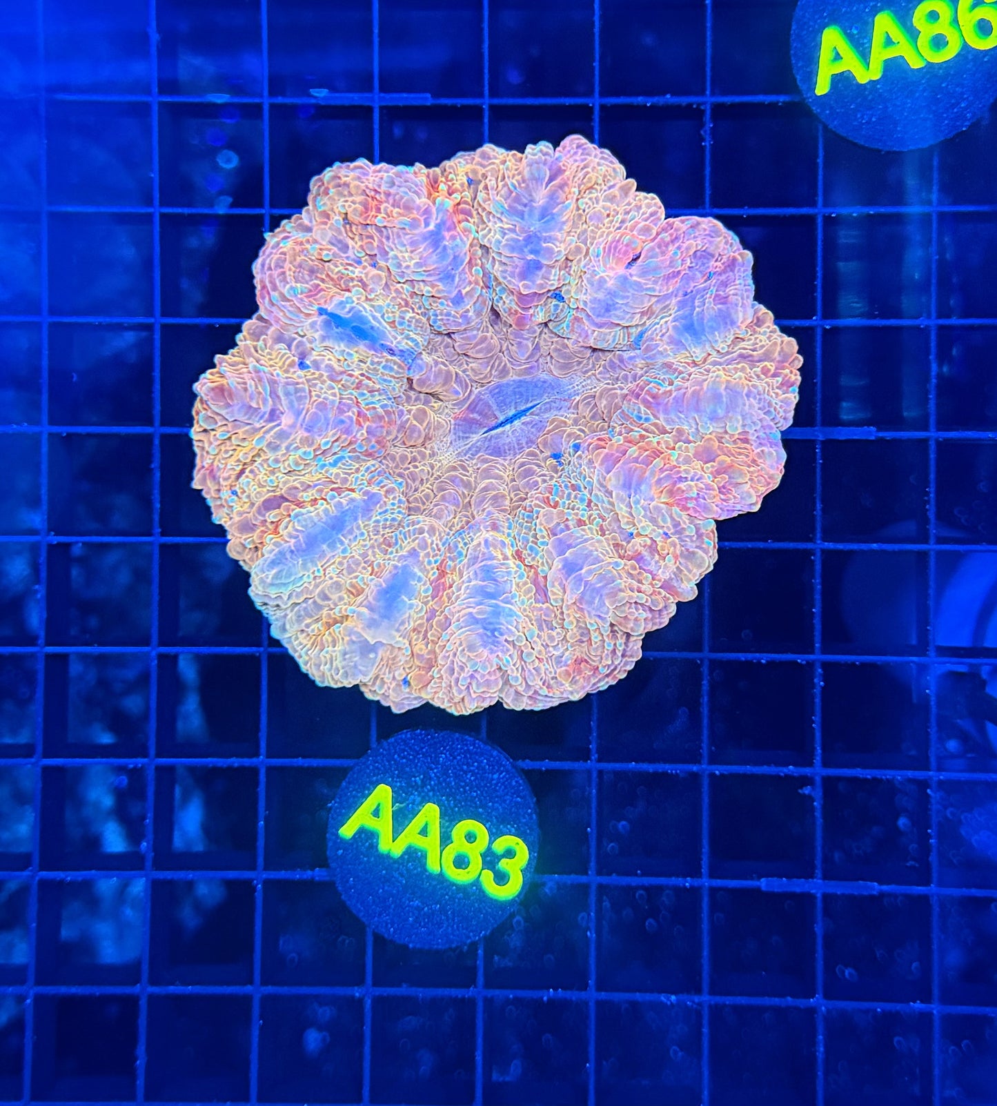 Rainbow acantho