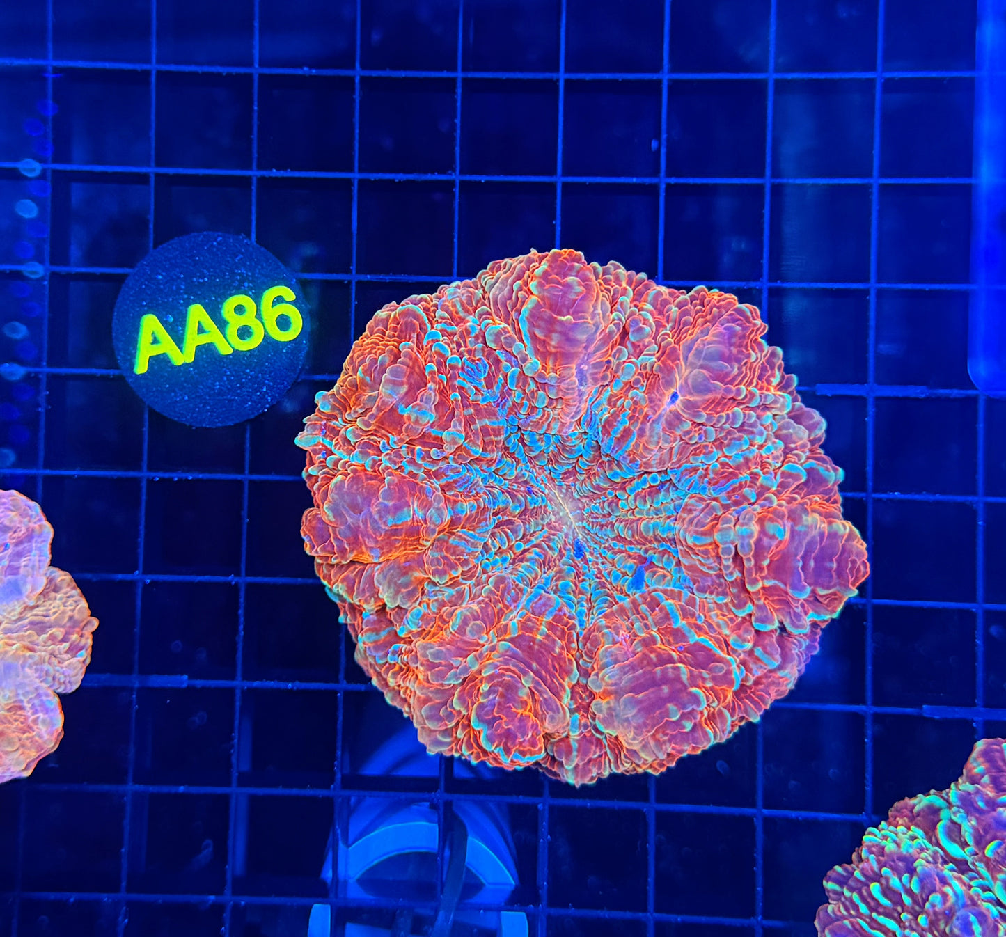 Rainbow acantho