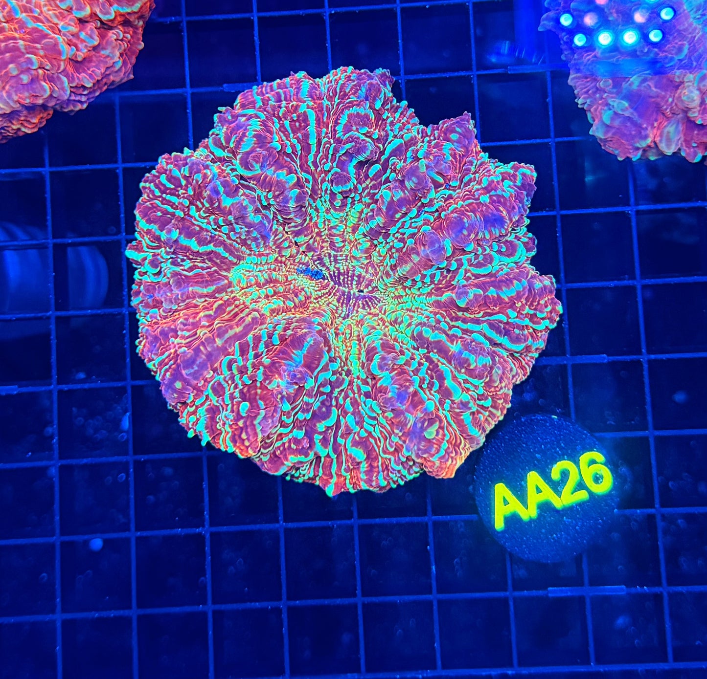 Rainbow acantho