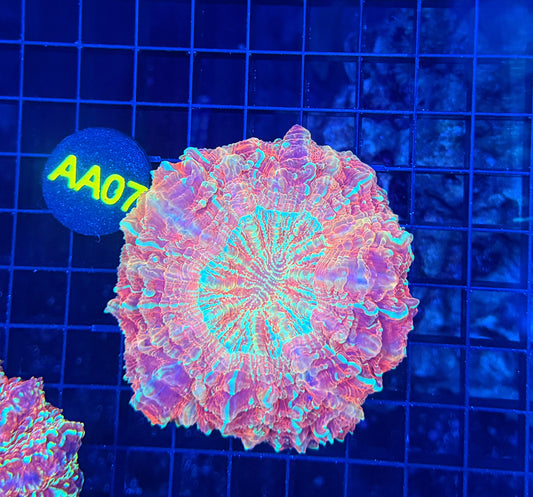 Rainbow acantho