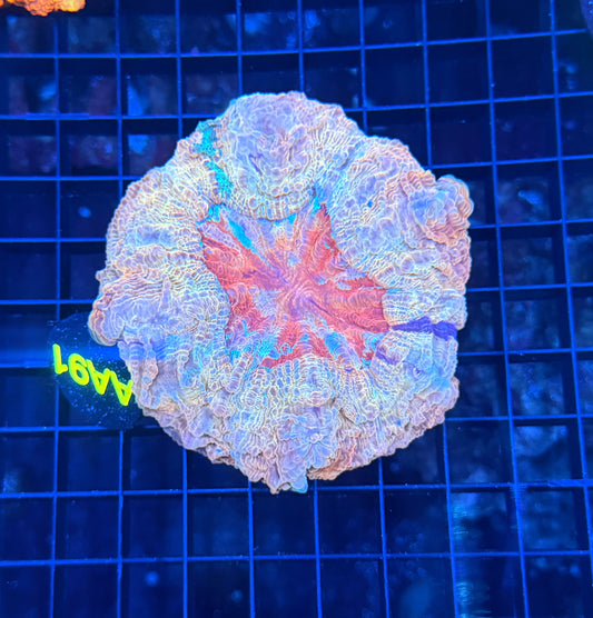 Rainbow acantho