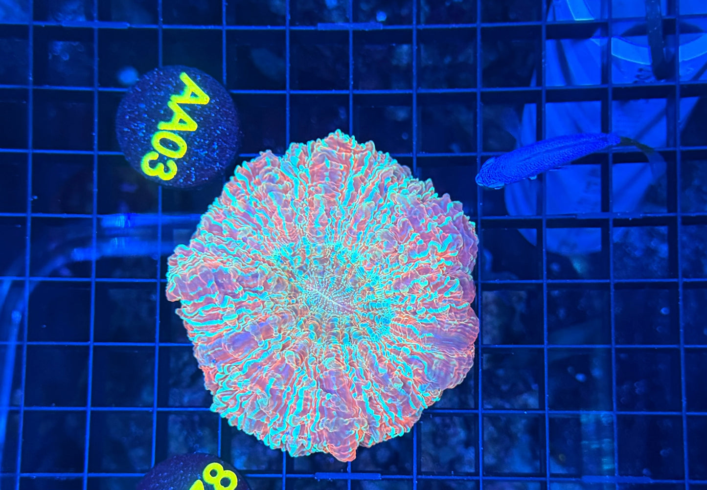 Rainbow acantho