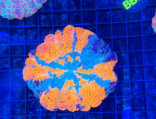 Rainbow acantho