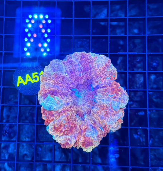 Rainbow acantho