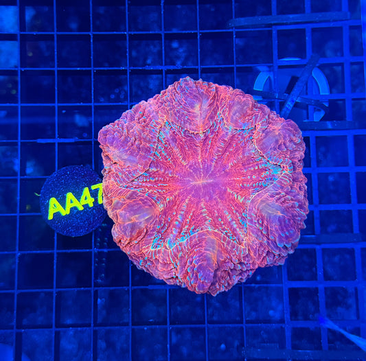 Rainbow acantho