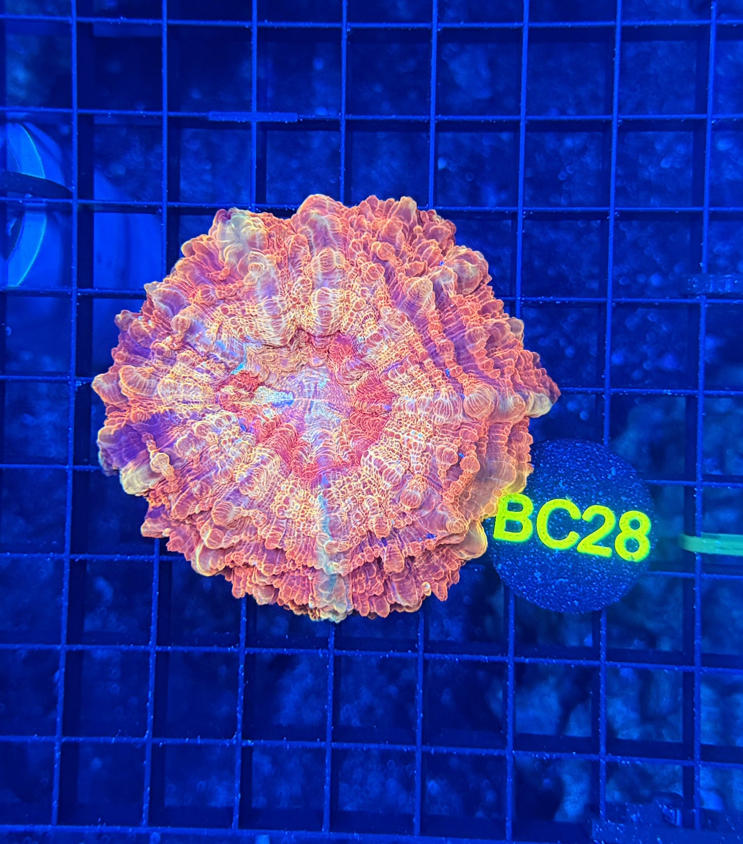 Rainbow acantho