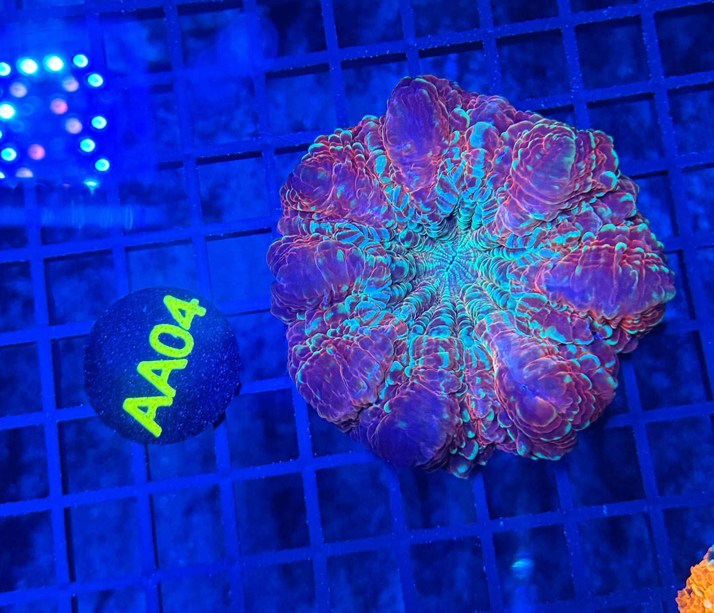Rainbow acantho