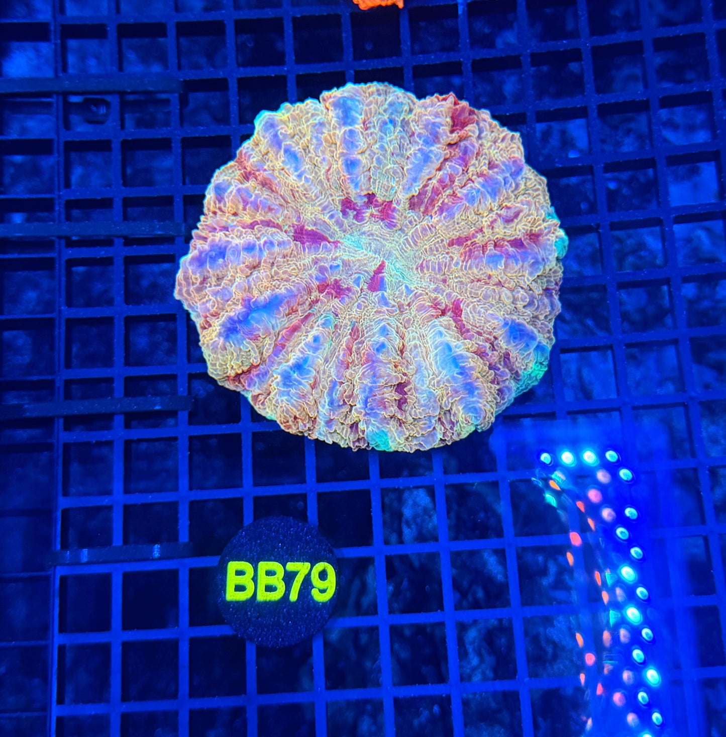 Rainbow acantho
