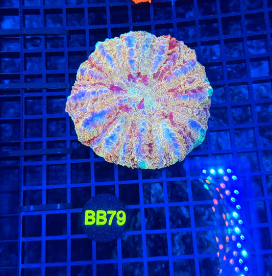 Rainbow acantho