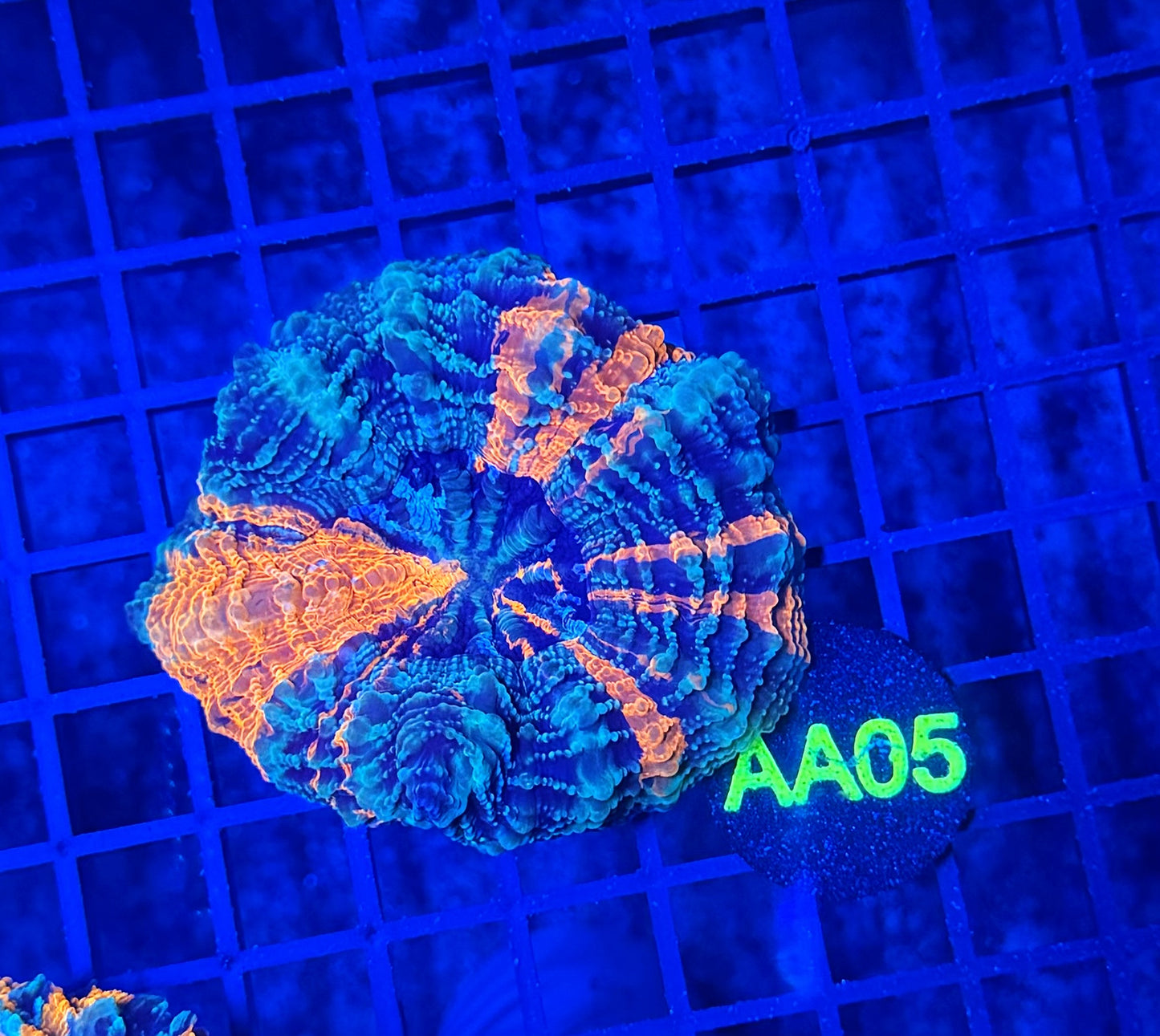 Rainbow acantho