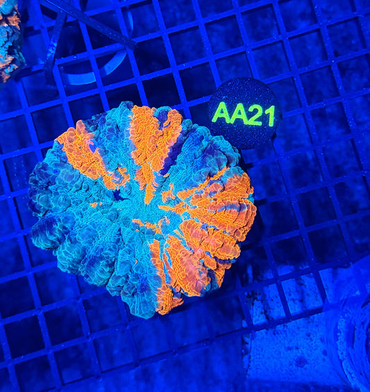 Rainbow acantho